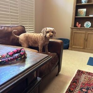 Meet your Posher, Shelly